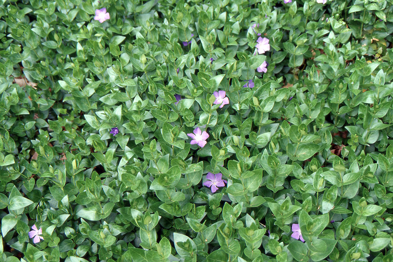 Vinca major