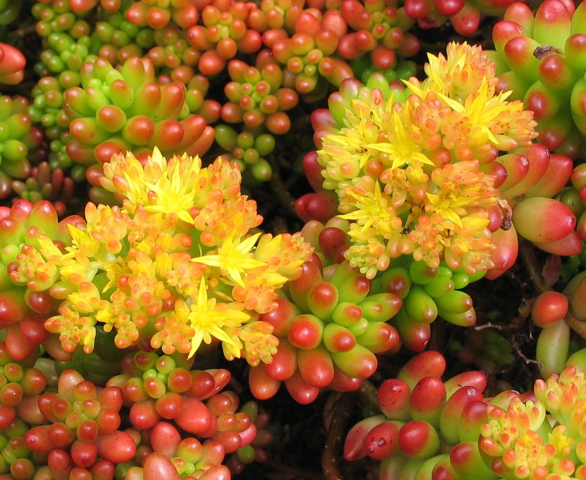 Sedum rubotinctum