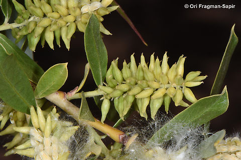 Salix acmophylla