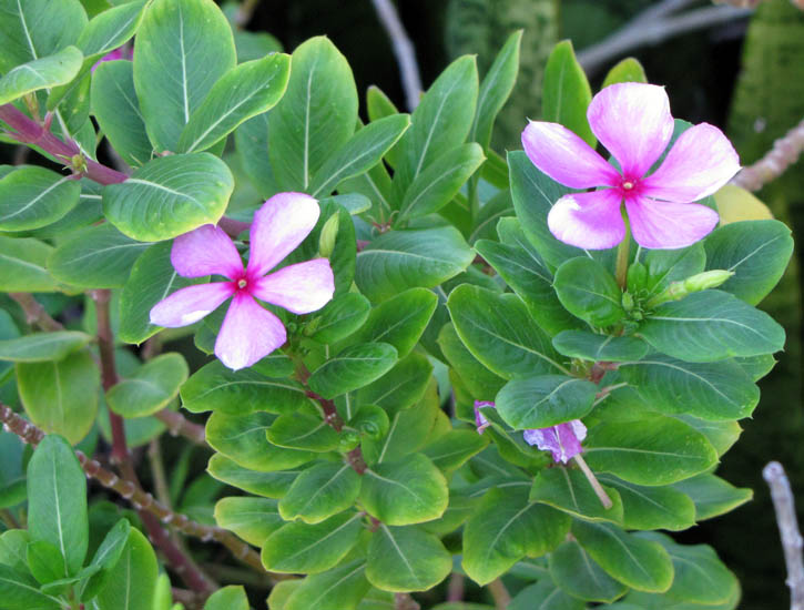 Catharanthus roseus