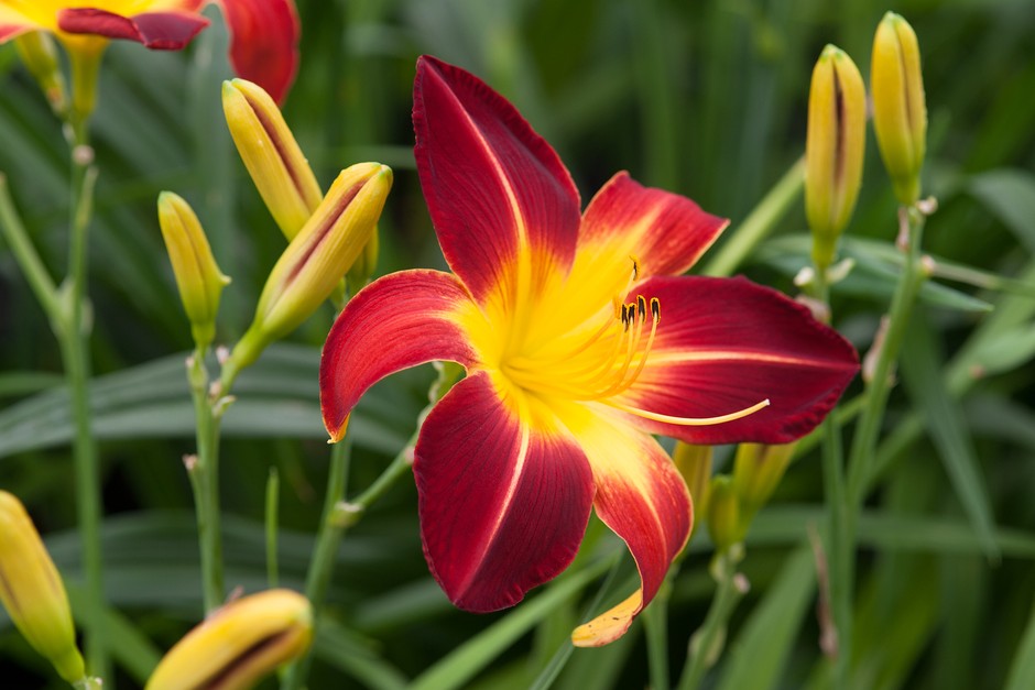 Hemerocallis