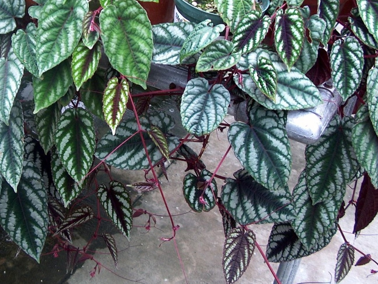 Cissus discolor