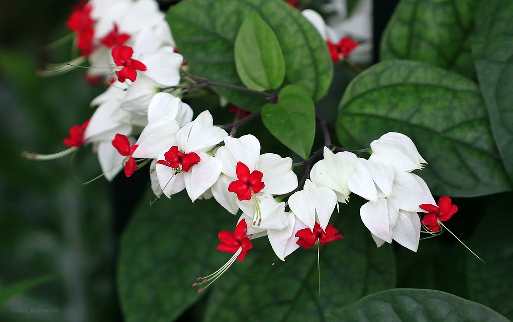 Clerodendrum thomsoniae