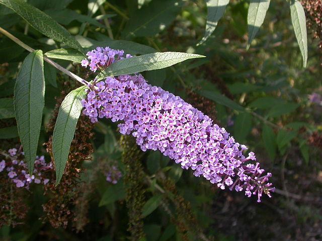 Buddleja davidii