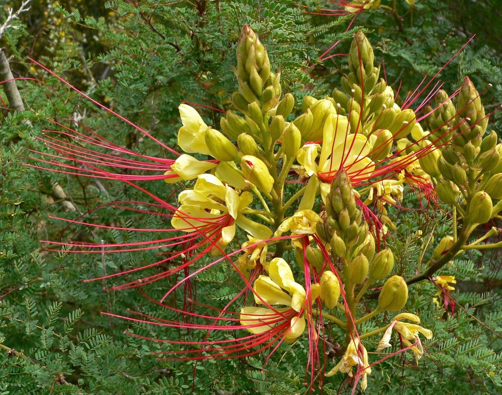 Caesalpinia gilliesii