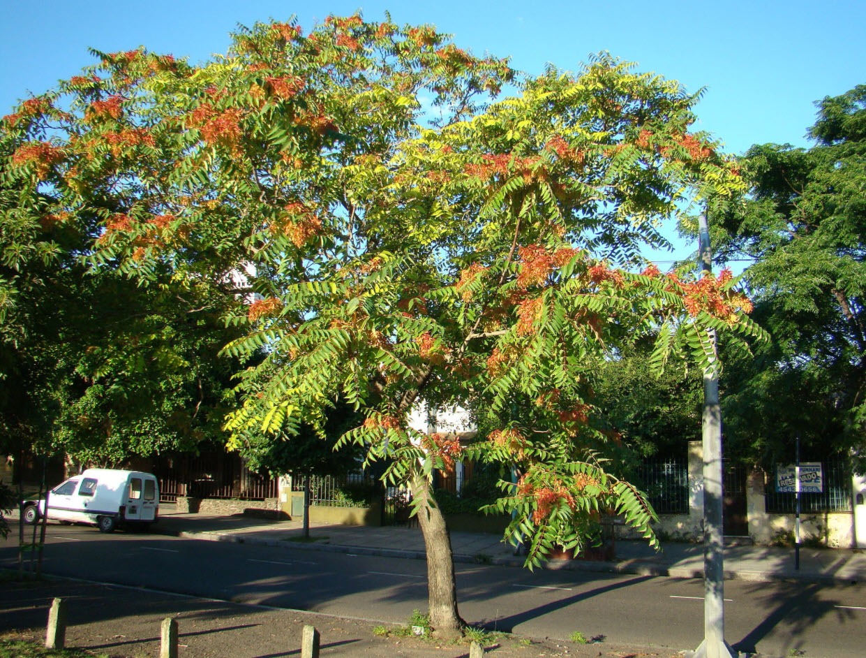 Ailanthus altissima