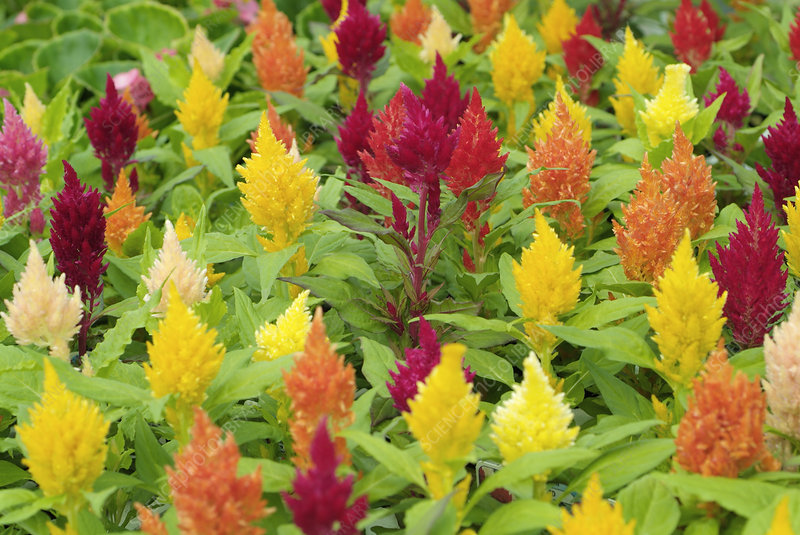 Celosia sp