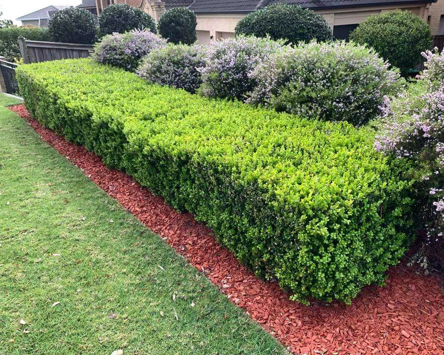 Buxus sempervirens