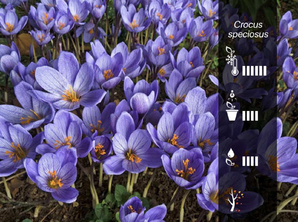 Crocus speciosus - رازاوه