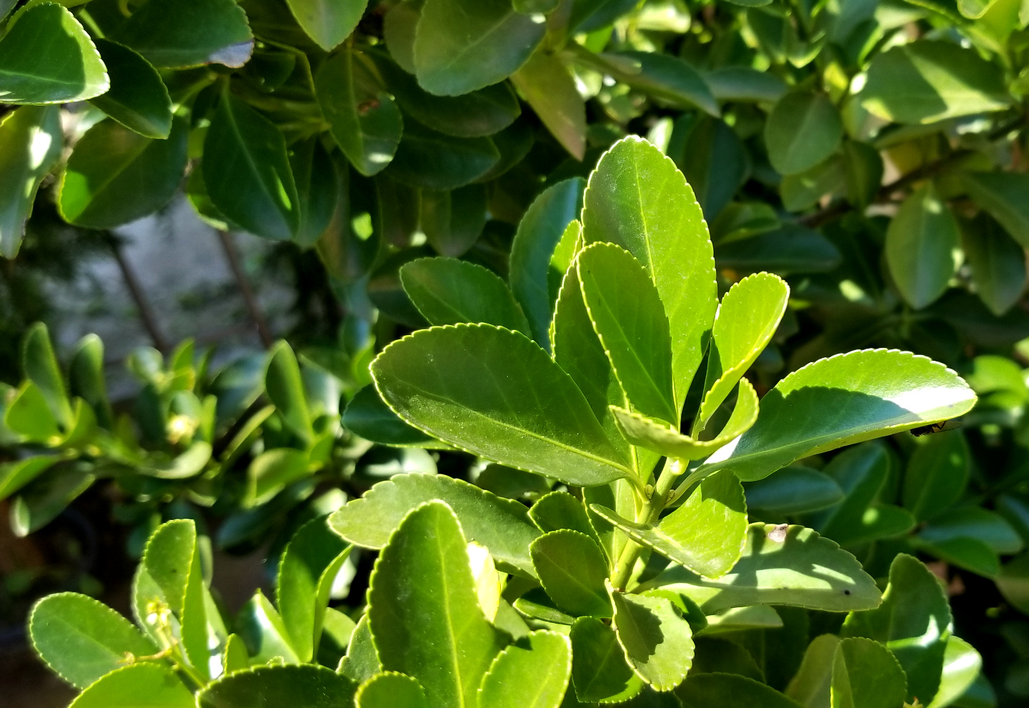 Euonymus japonica