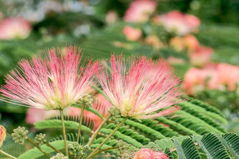 Albizia julibrissin