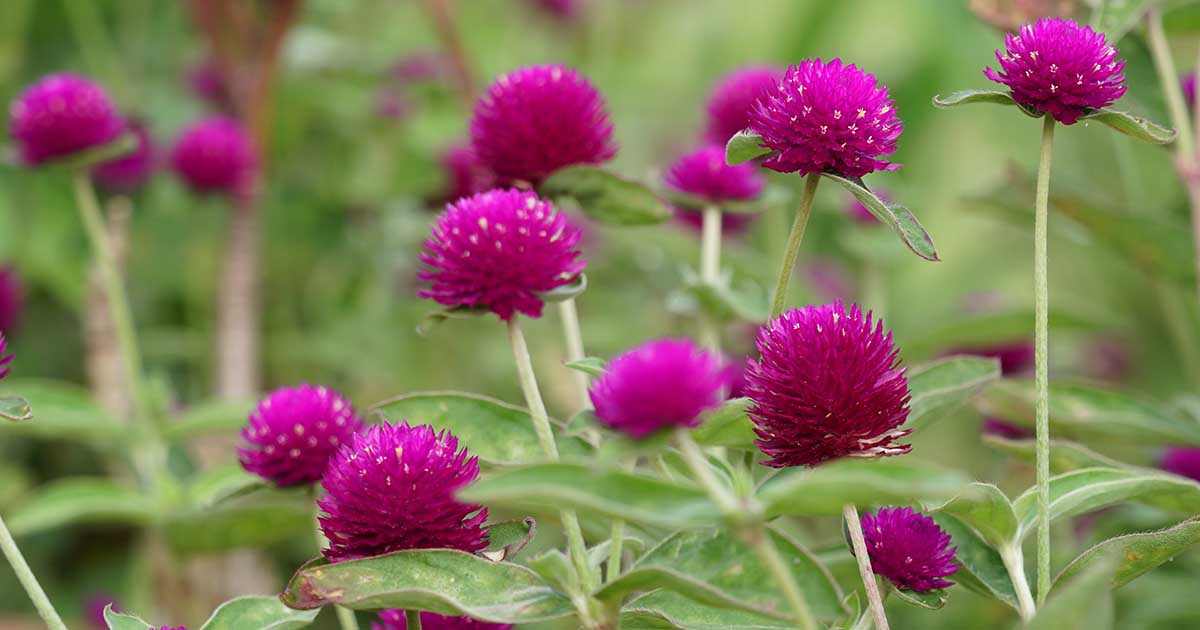 Gomphrena globosa