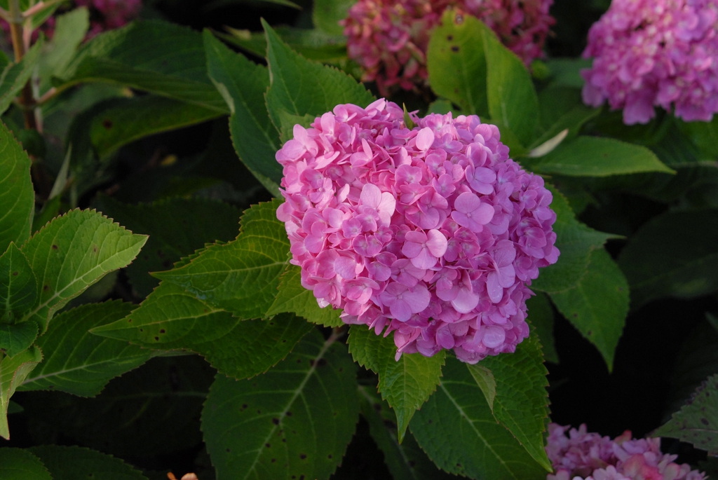 Hydrangea macrophylla