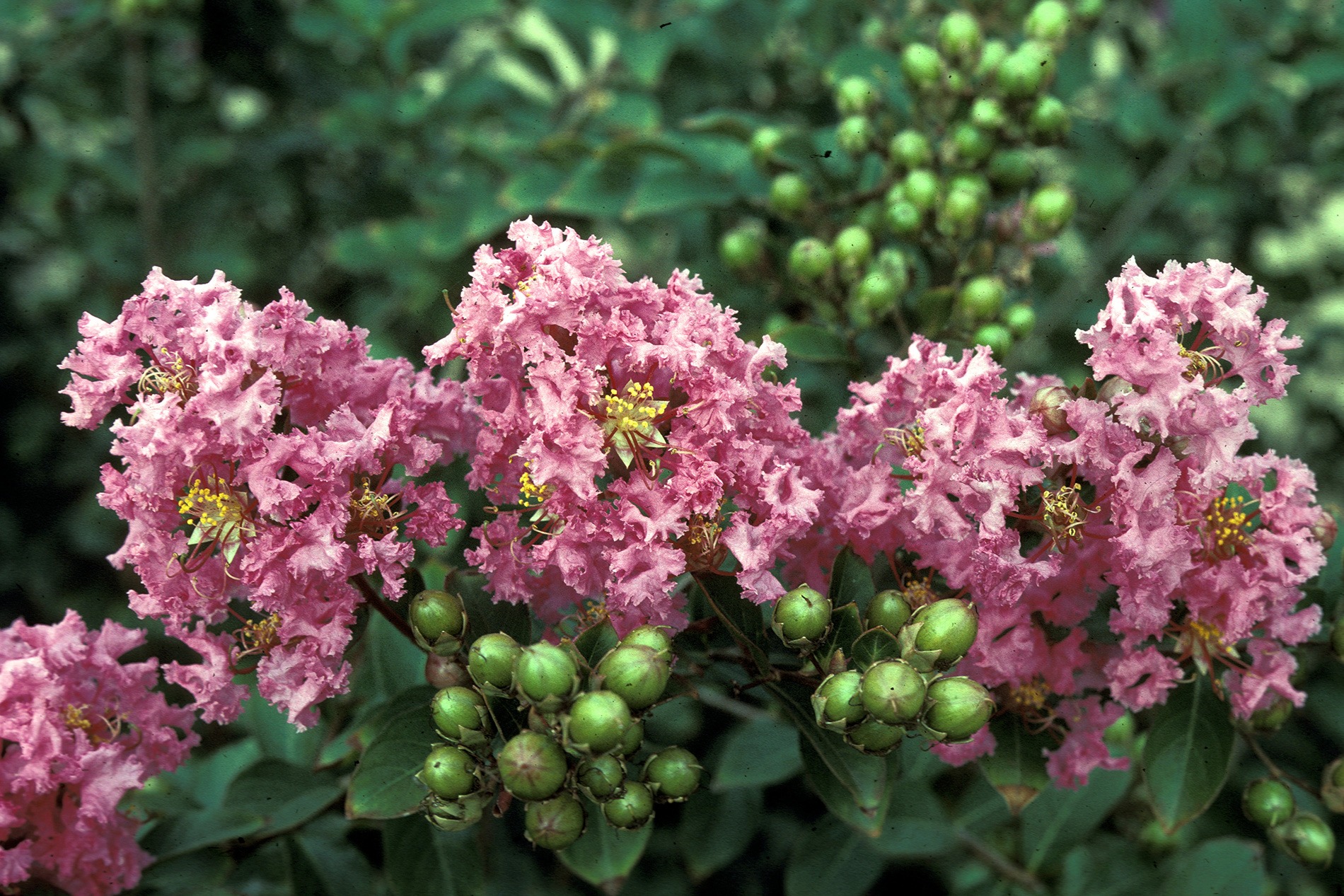 Lagerstroemia indica