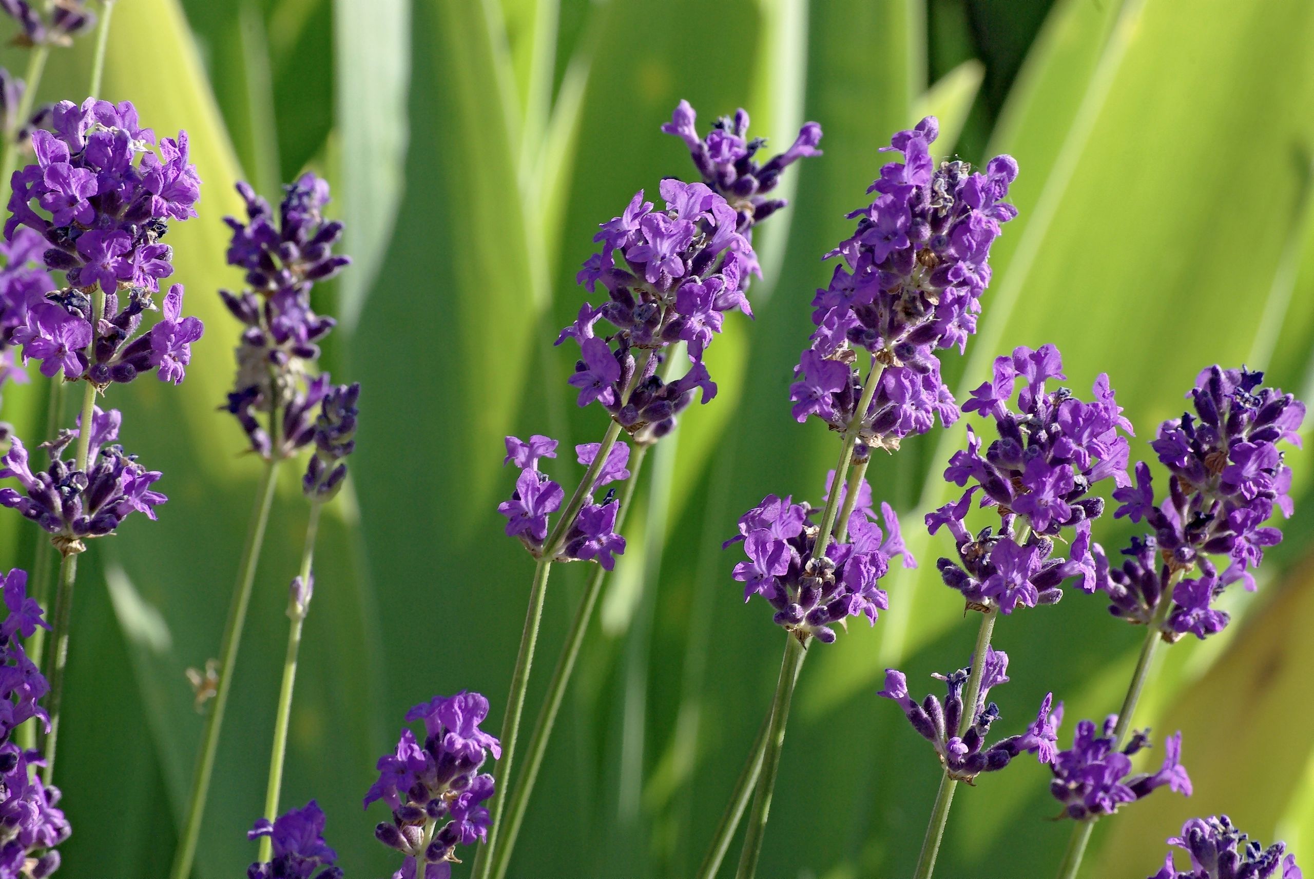 Lavandula angustifolia