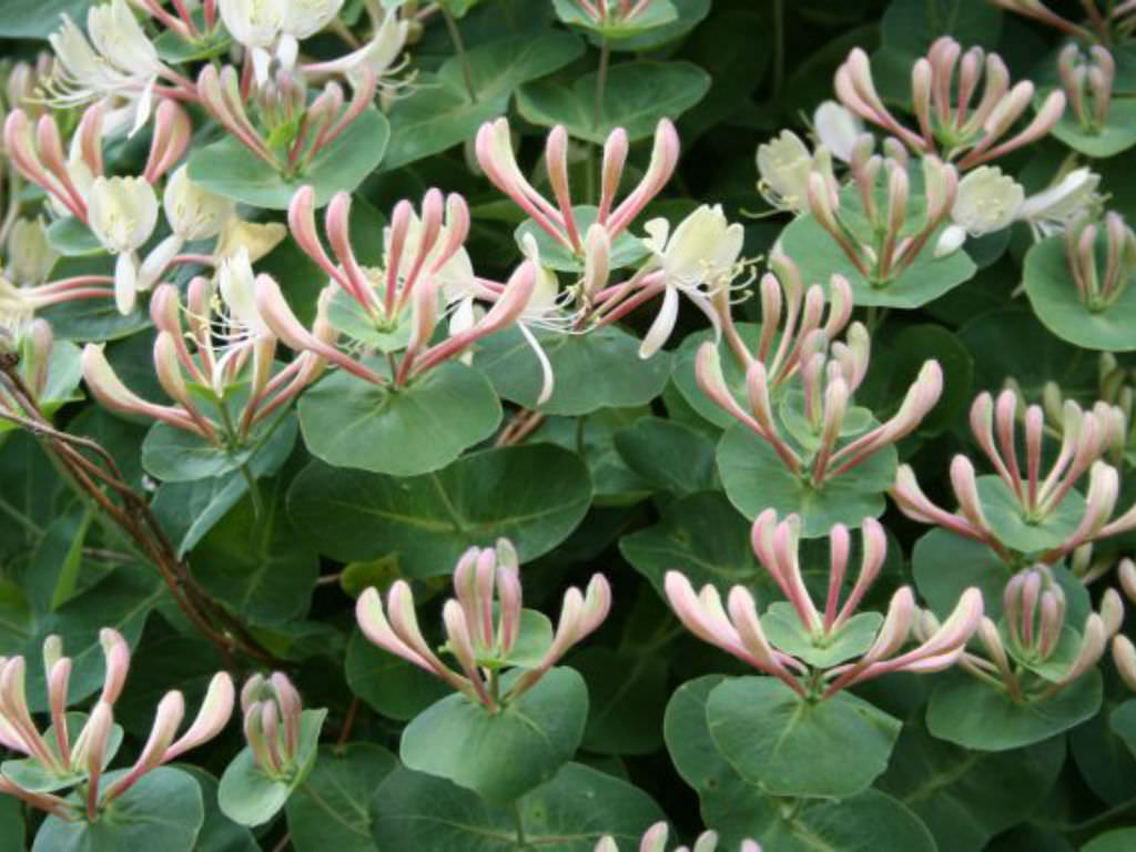 Lonicera caprifolium