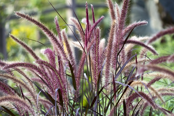 Pennisetum setaceum