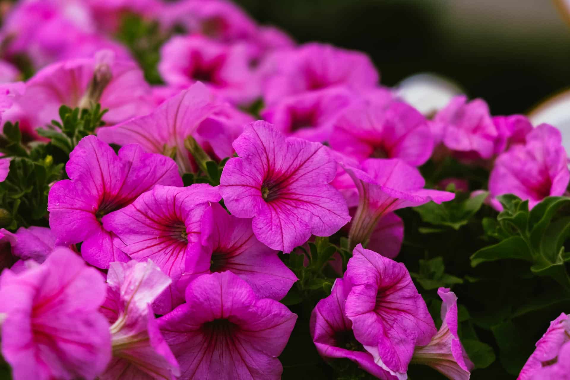 Petunia hybrid