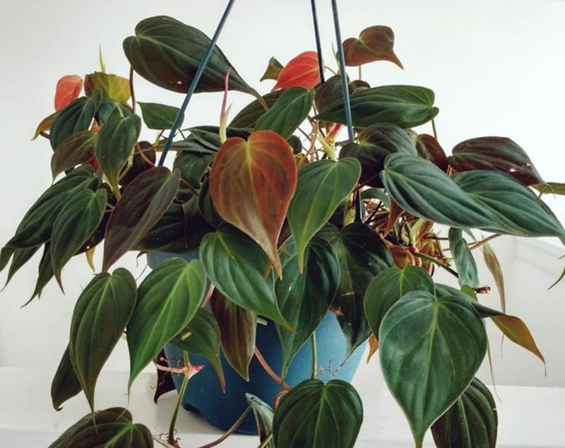 philodendron micans