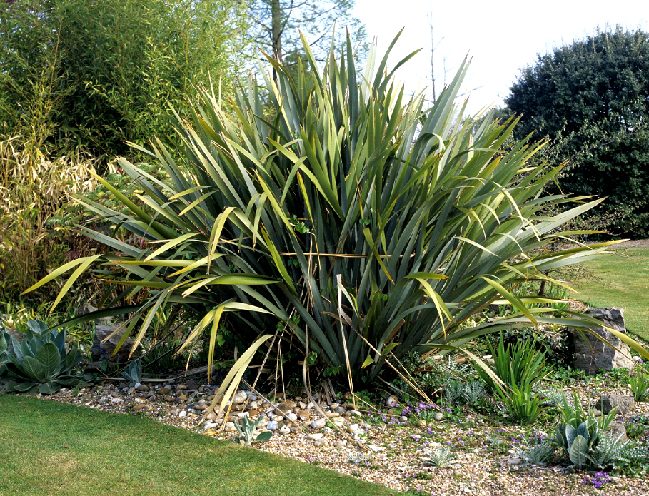 Phormium tenax