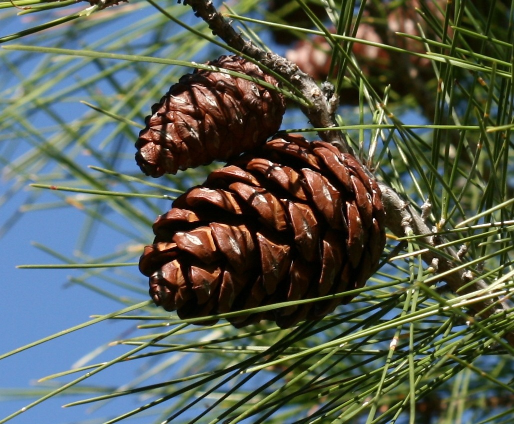 Pinus eldarica