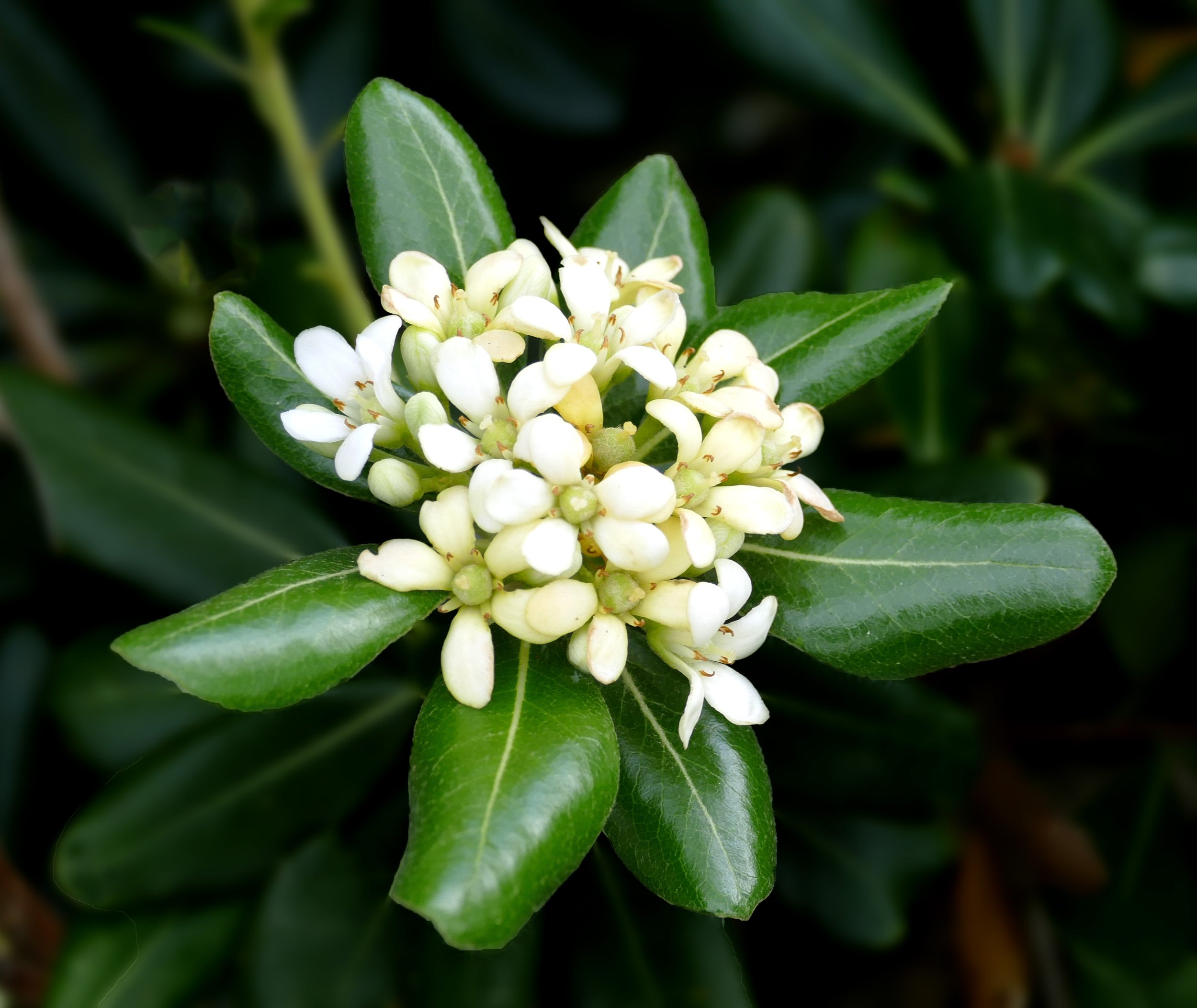 Pittosporum