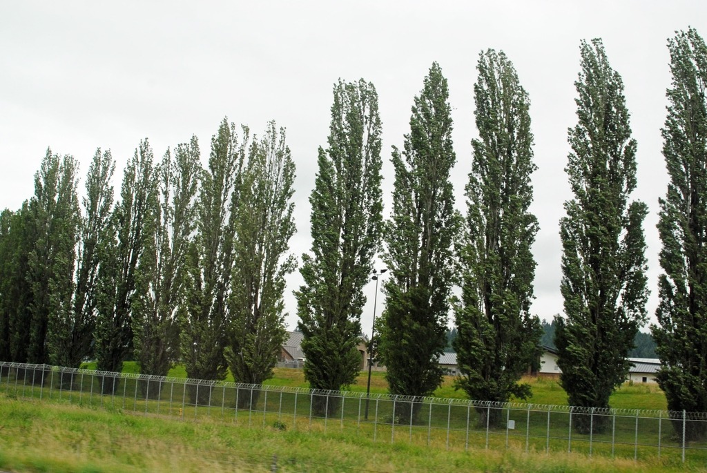 Populus nigra