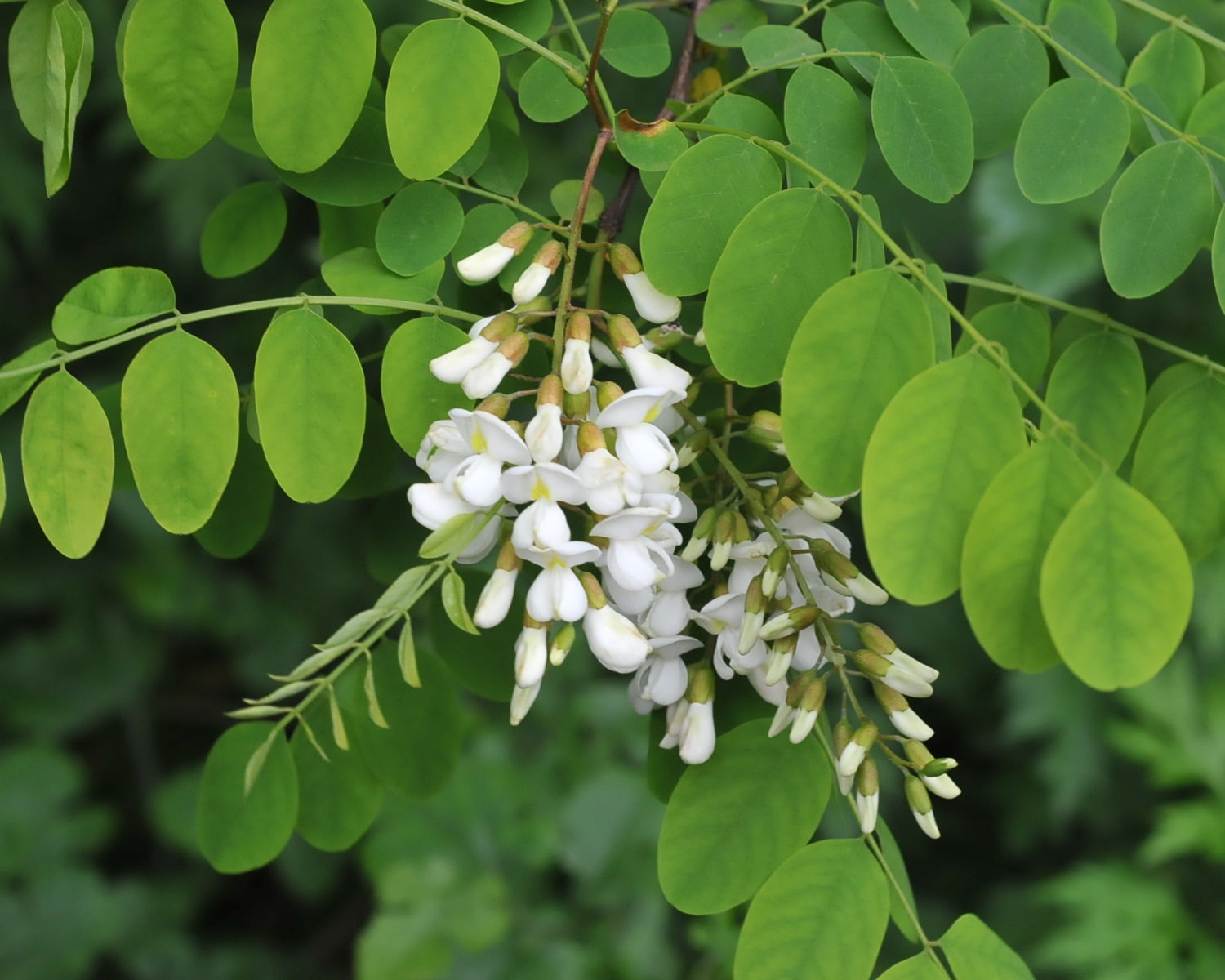 Robinia pseudoacacia