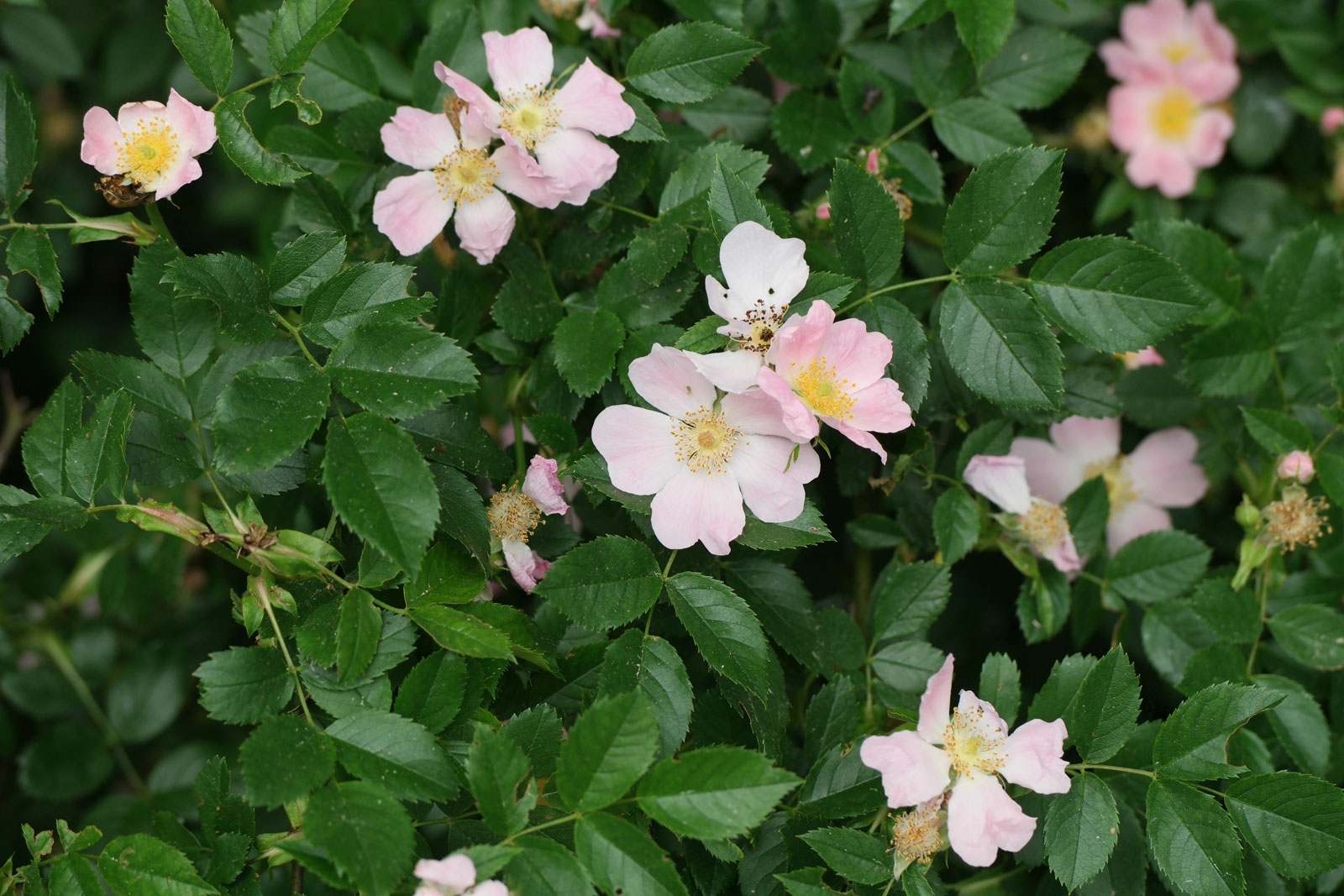 Rosa canina