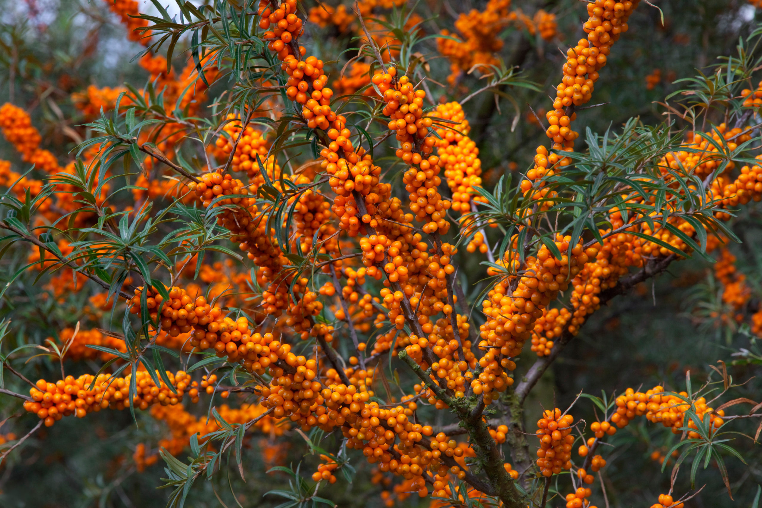 Hippophae rhamnoides