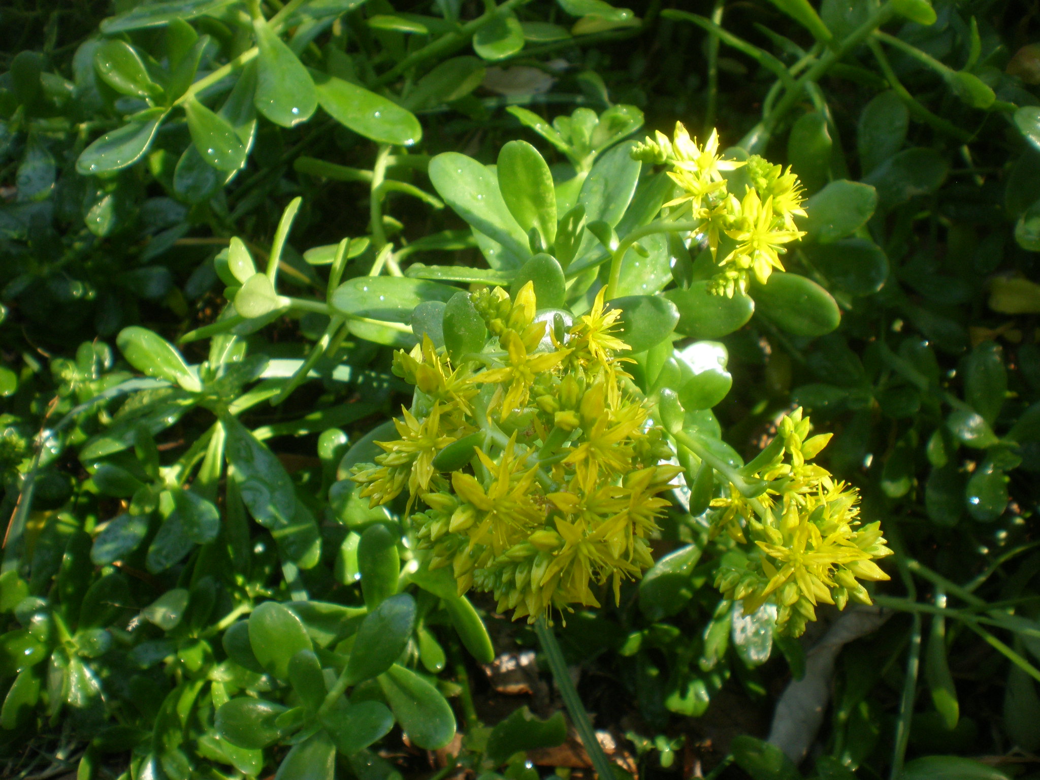 Sedum confusum