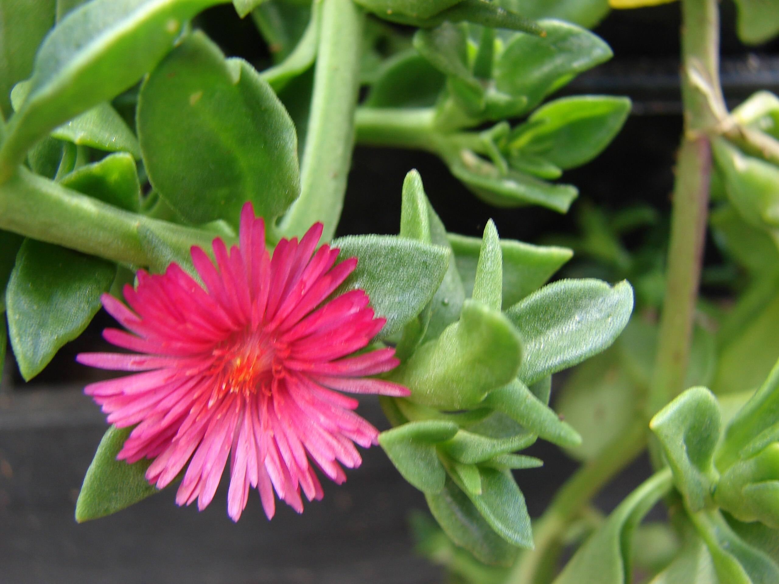 Aptenia cordifolia