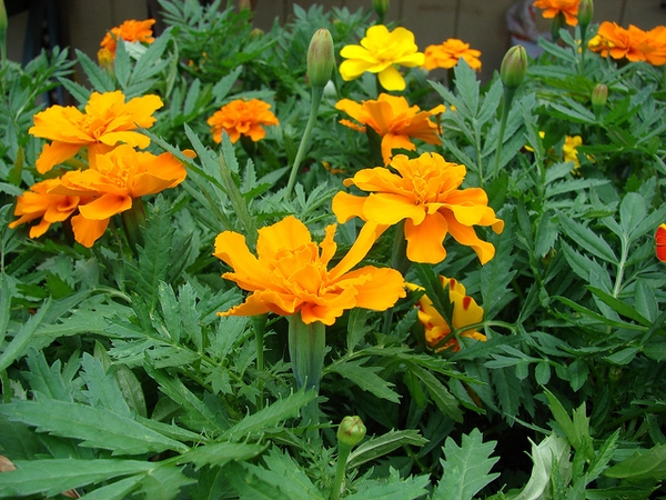 Tagetes elongata