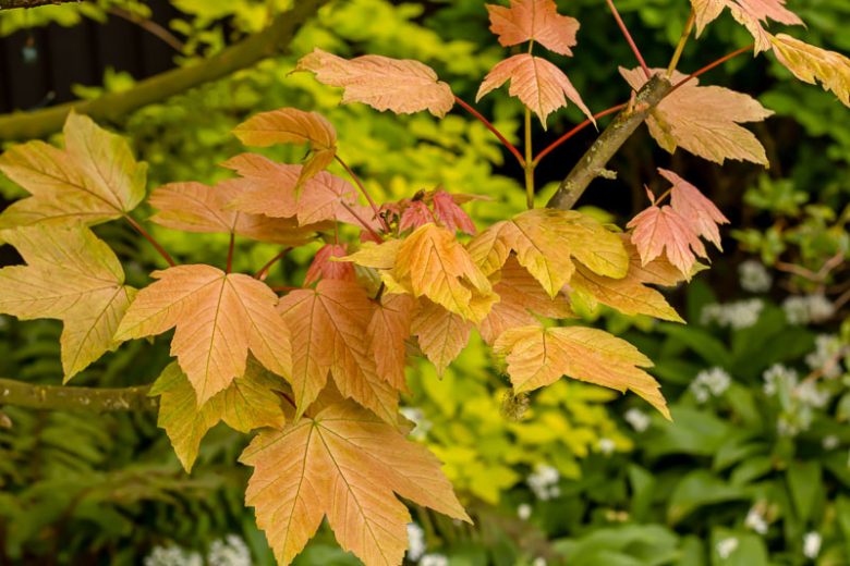 Acer pseudoplatanus