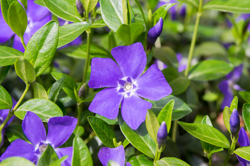 Vinca minor