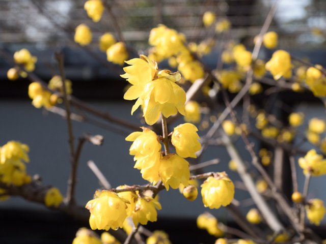 Chimonanthus praecox