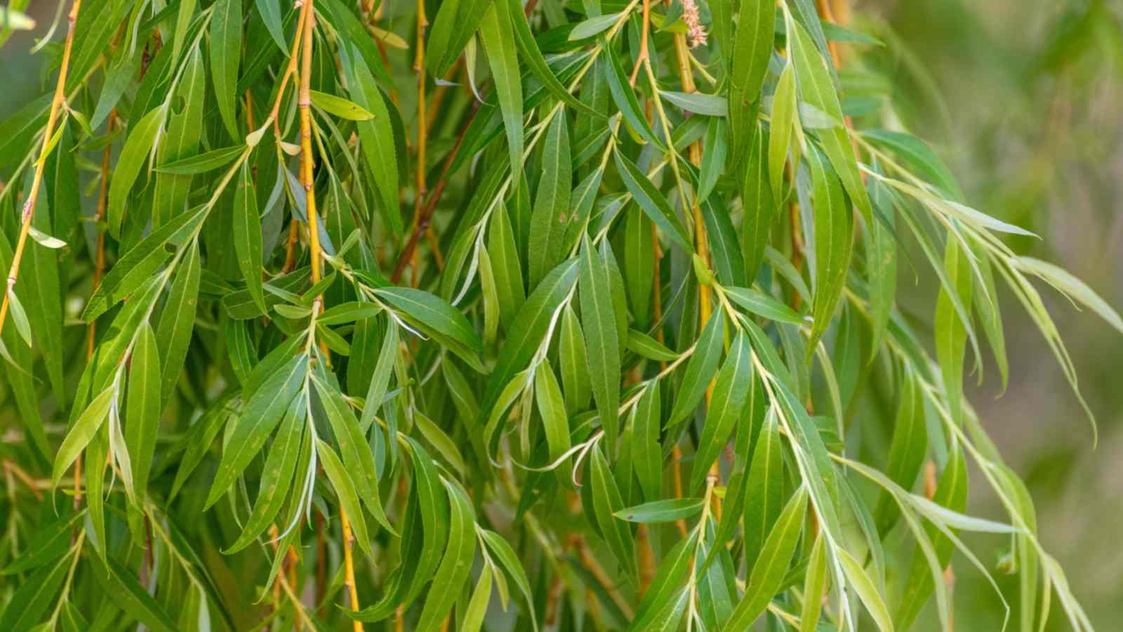 Salix Babylonica 
