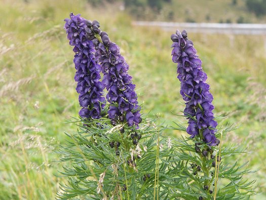 Aconitum napellus