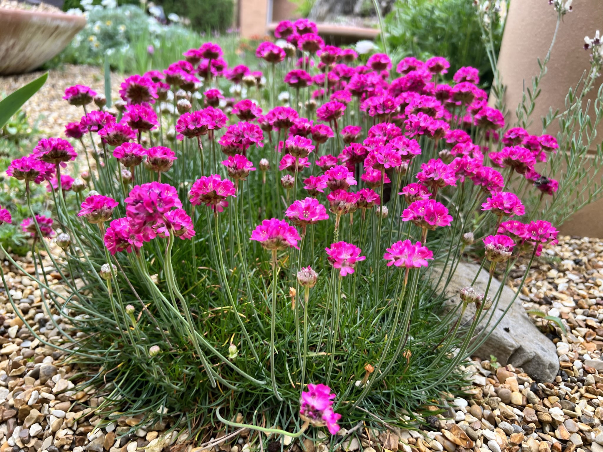 Armeria maritima