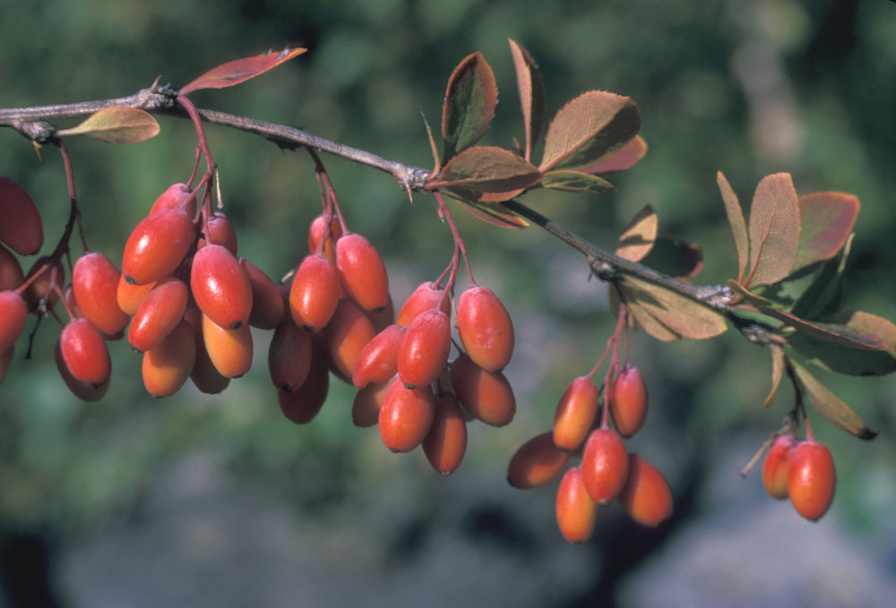 Berberis vulgaris