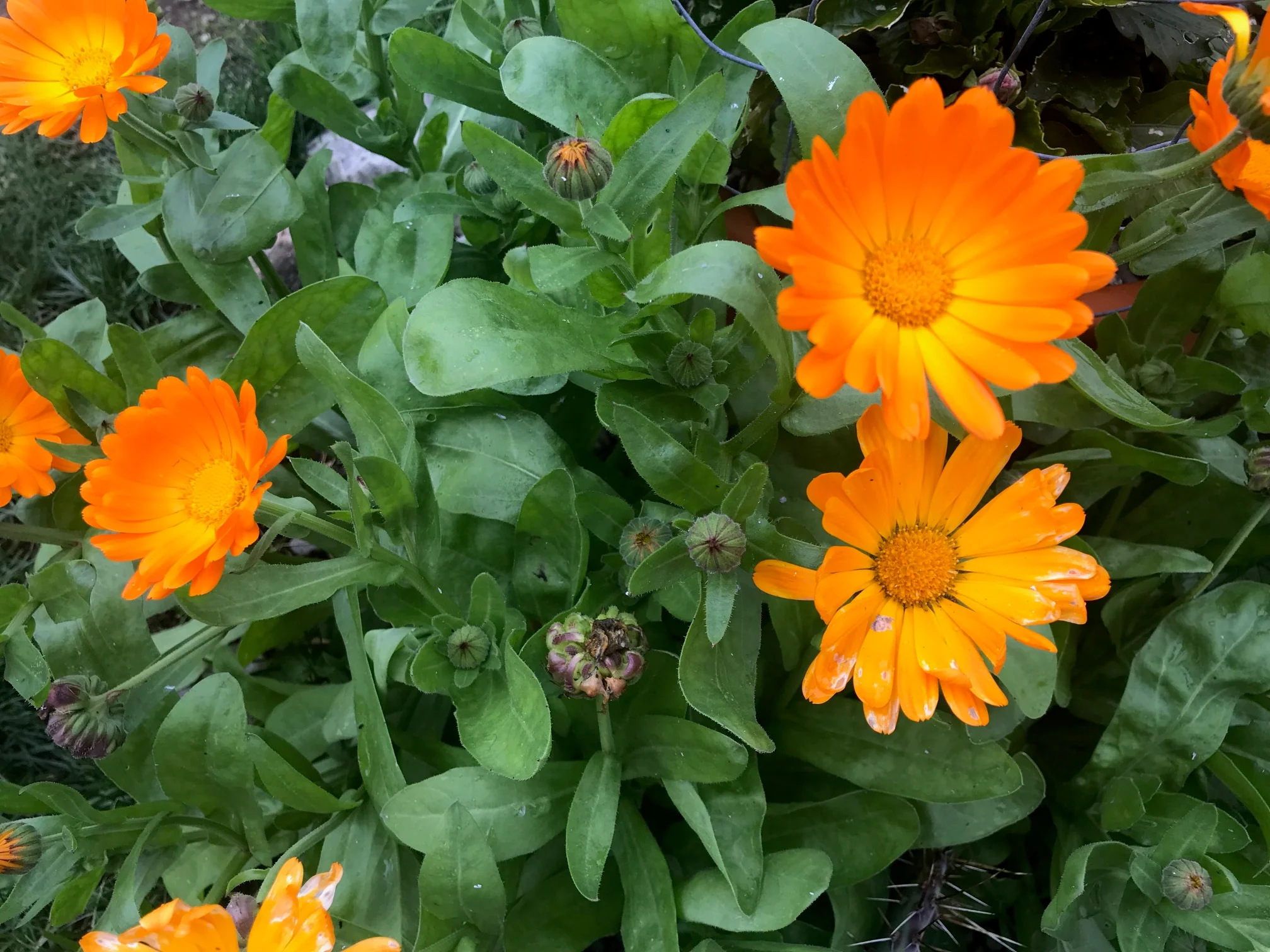 Calendula officinalis