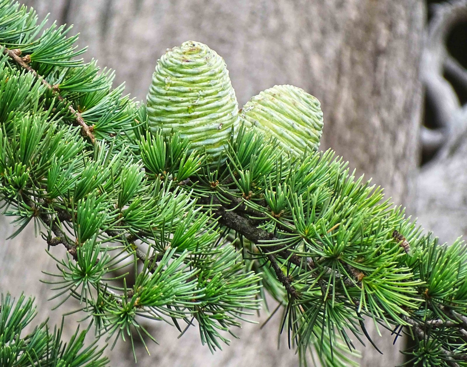 Cedrus deodara