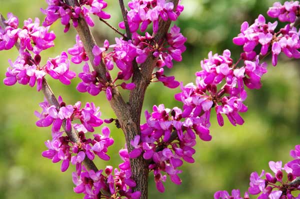 Cercis siliquastrum