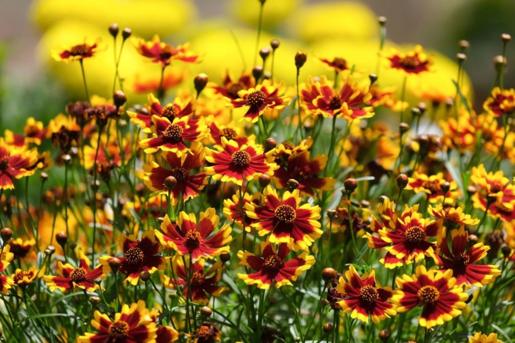 Coreopsis grandiflora