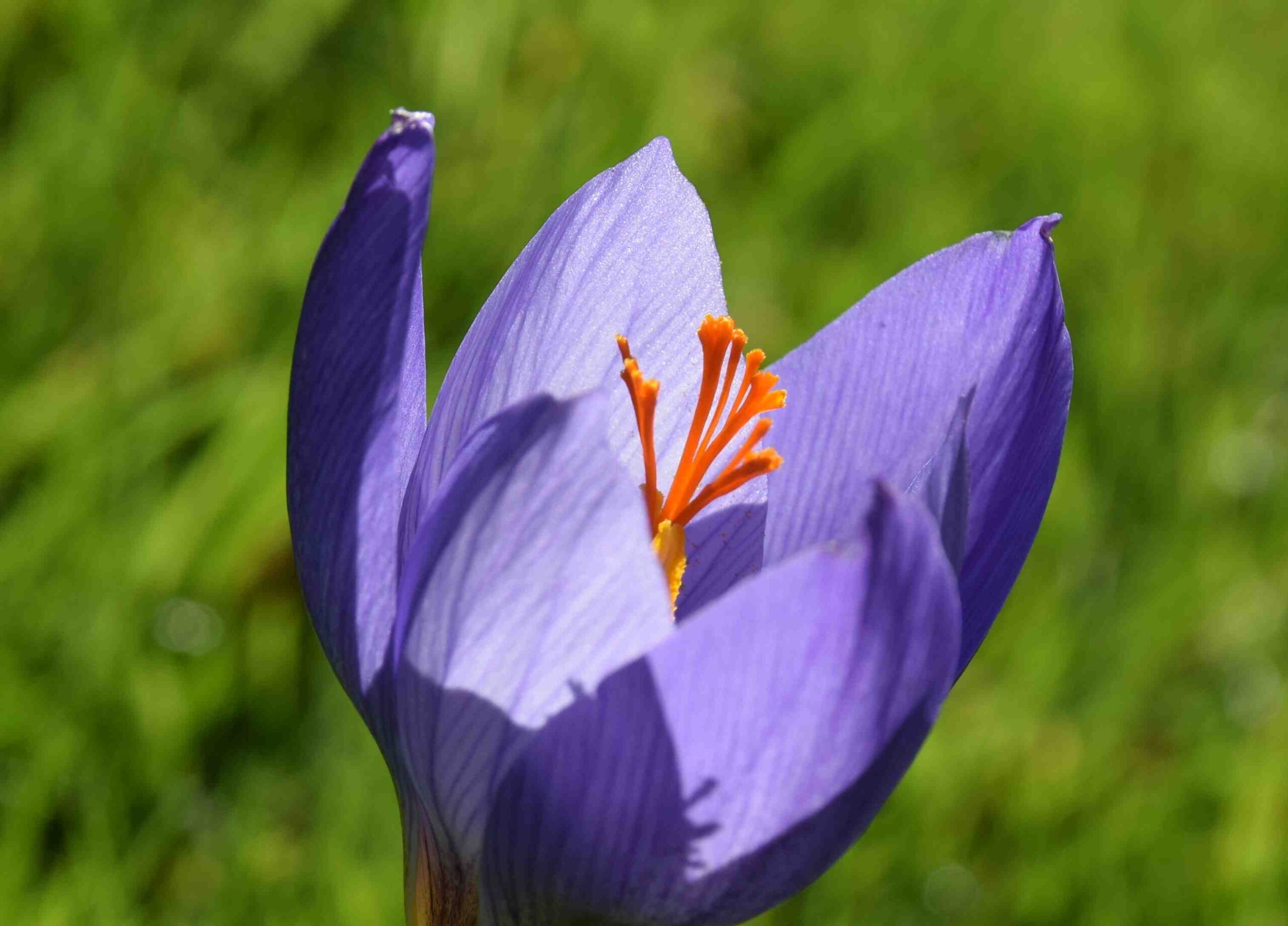 Crocus speciosus - رازاوه