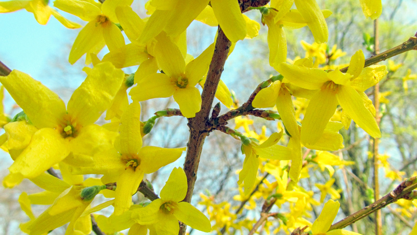 forsythia x intermedia