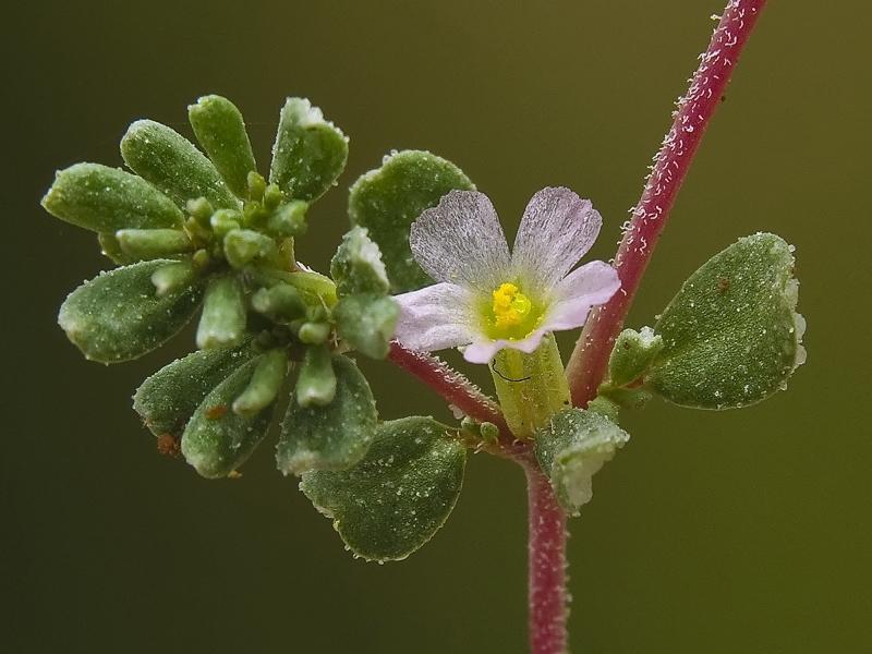 Frankenia pulverulenta