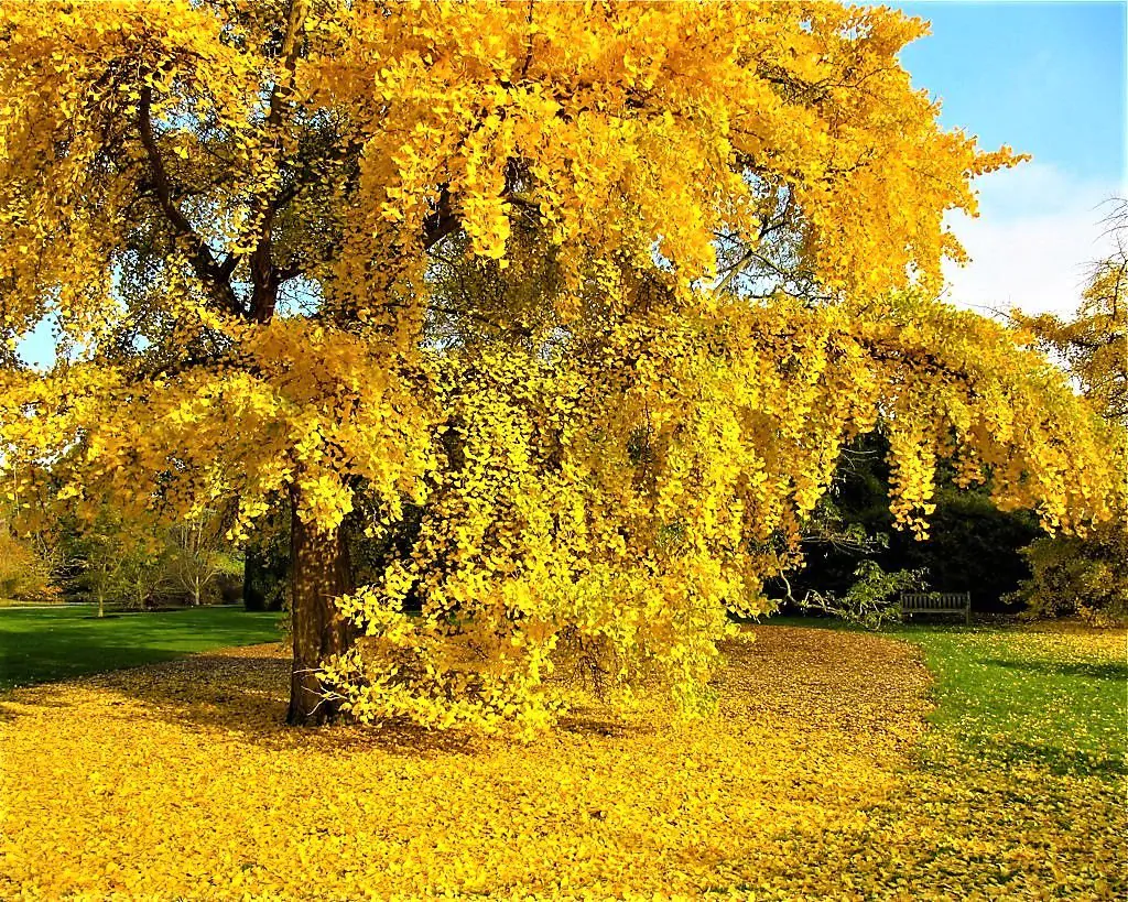 Ginkgo biloba