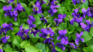 Viola odorata