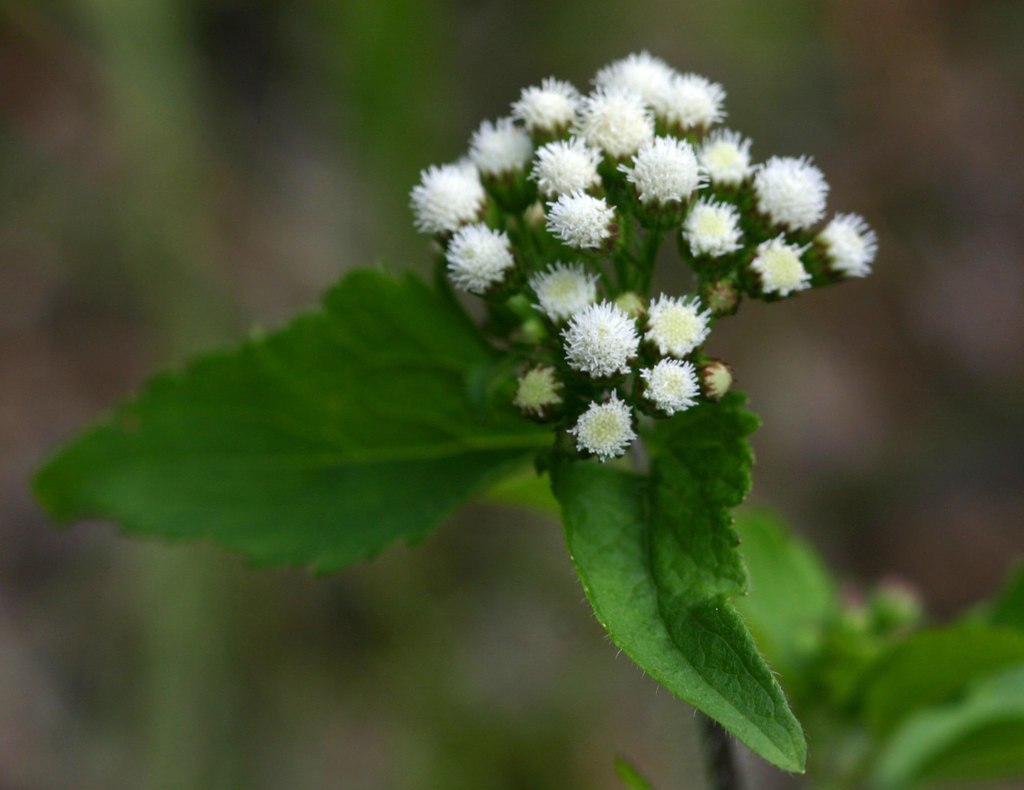 Ageratum conyzoides